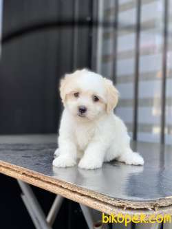 ORJİNAL MALTESE TERRİER 1