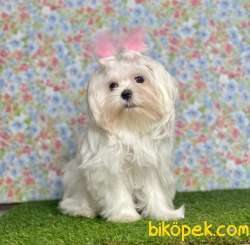 ORJİNAL MALTESE TERRİER 3
