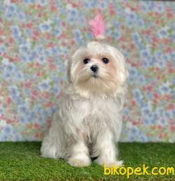 ORJİNAL MALTESE TERRİER 5