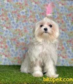 ORJİNAL MALTESE TERRİER 5