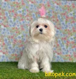 ORJİNAL MALTESE TERRİER 2