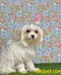 ORJİNAL MALTESE TERRİER 4
