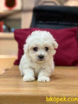 ORJİNAL MALTESE TERRİER 2