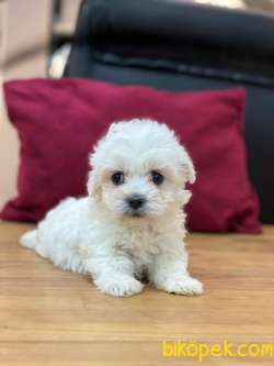 ORJİNAL MALTESE TERRİER 4