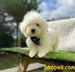 ORJİNAL MALTESE TERRİER 3