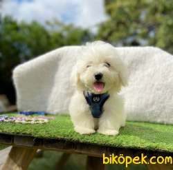 ORJİNAL MALTESE TERRİER 2
