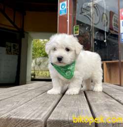ORJİNAL MALTESE TERRİER 4