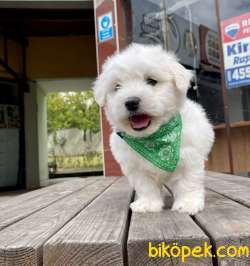 ORJİNAL MALTESE TERRİER 2
