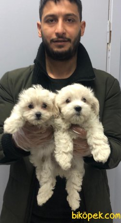 ORJİNAL   MALTESE TERRİER BEBEKLERİ 1
