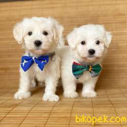 Orjinal Maltese Terrier Yavrularımız 1