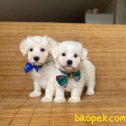 Orjinal Maltese Terrier Yavrularımız 2