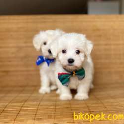 Orjinal Maltese Terrier Yavrularımız 3