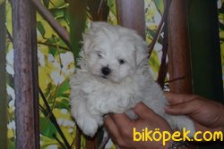 ORJİNAL MALTESE TERRİER YAVRUMUZ 1