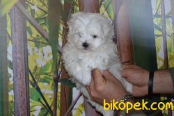 ORJİNAL MALTESE TERRİER YAVRUMUZ 3