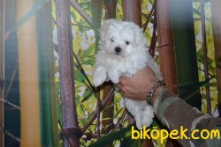 ORJİNAL MALTESE TERRİER YAVRUMUZ 2