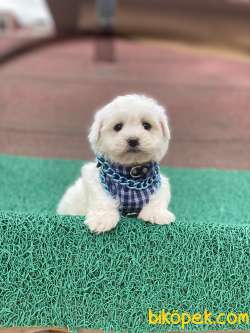 ORJİNAL MALTESE TERRİER YAVRUMUZ GELMİŞTİR 2