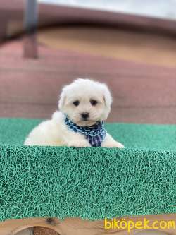 ORJİNAL MALTESE TERRİER YAVRUMUZ GELMİŞTİR 3