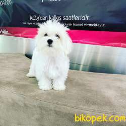 ORJİNAL MALTESE TERRİER YAVRUSU 4