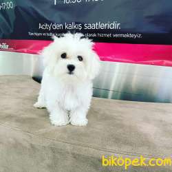 ORJİNAL MALTESE TERRİER YAVRUSU 5