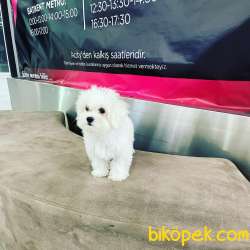 ORJİNAL MALTESE TERRİER YAVRUSU 2