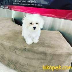 ORJİNAL MALTESE TERRİER YAVRUSU 1