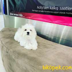 ORJİNAL MALTESE TERRİER YAVRUSU 3