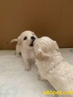 Orjinal Maltese Terriyer 2
