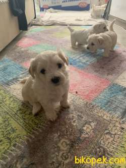 Orjinal Maltese Terriyer 4