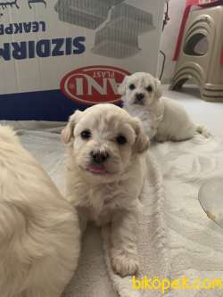 Orjinal Maltese Terriyer 1