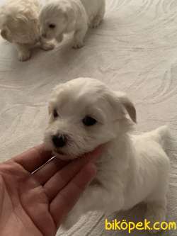 Orjinal Maltese Terriyer 3