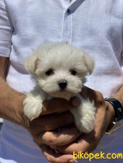 ORJİNAL MALTESE YAVRUMUZ GELMİŞTİR 3