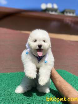 ORJİNAL MALTESE YAVRUMUZ GELMİŞTİR 3