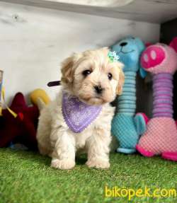 ORJİNAL MALTİPO YAVRU 4