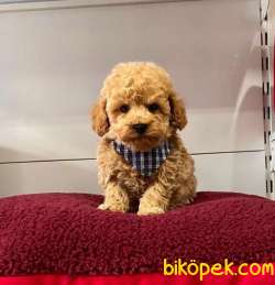 ORJİNAL MALTİPO YAVRULAR