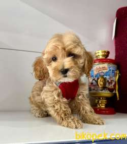 ORJİNAL MALTİPO YAVRULAR