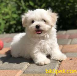 ORJİNAL MALTİPO YAVRULARI 1