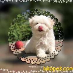 ORJİNAL MALTİPO YAVRULARI 2