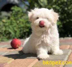 ORJİNAL MALTİPO YAVRULARI 3