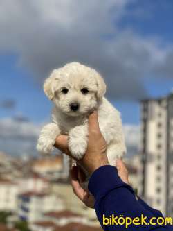 ORJİNAL MALTİPO Yavrumuz GELMİŞTİR 3