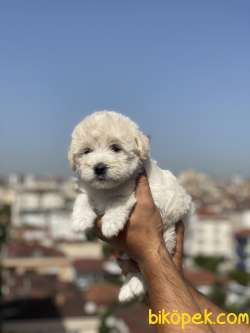 ORJİNAL MALTİPO Yavrumuz GELMİŞTİR 2