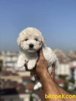 ORJİNAL MALTİPO Yavrumuz GELMİŞTİR 1