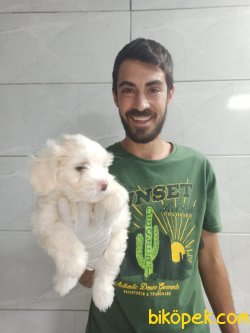 Orjinal Maltipoo 4