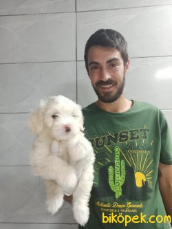 Orjinal Maltipoo 1