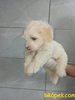 Orjinal Maltipoo 2