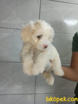 Orjinal Maltipoo 3