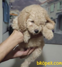 Orjinal Maltipoo 3