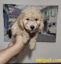Orjinal Maltipoo 1