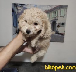 Orjinal Maltipoo 2