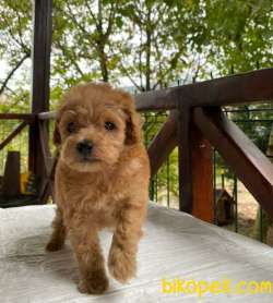 Orjinal Maltipoo 3