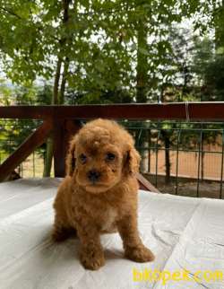 Orjinal Maltipoo 2